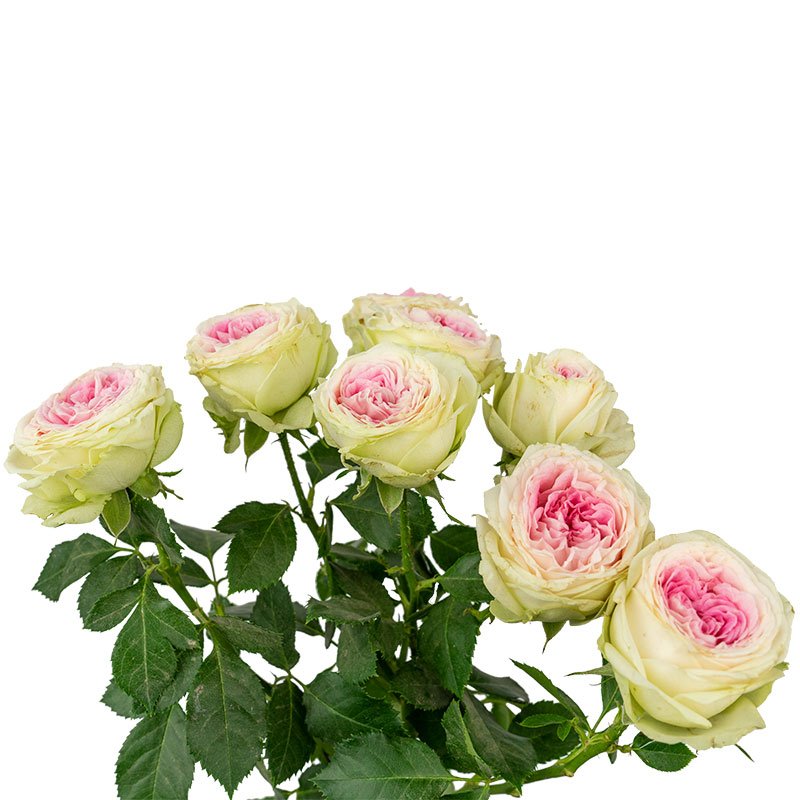 Роза кустовая белая с розовым центром Джелато (00173)