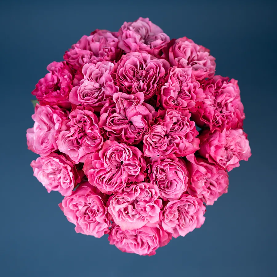 Букет из 21 сиренево-розовой пионовидной розы Кантри Блюз (02959)