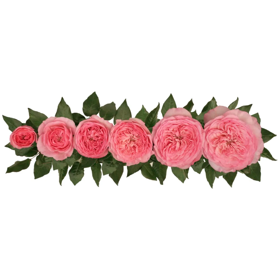 Роза садовая розовая Мария Тереза (00215)
