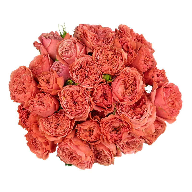 Букет из 11 оранжево-коралловых кустовых роз Белла Трендсеттер (01488)