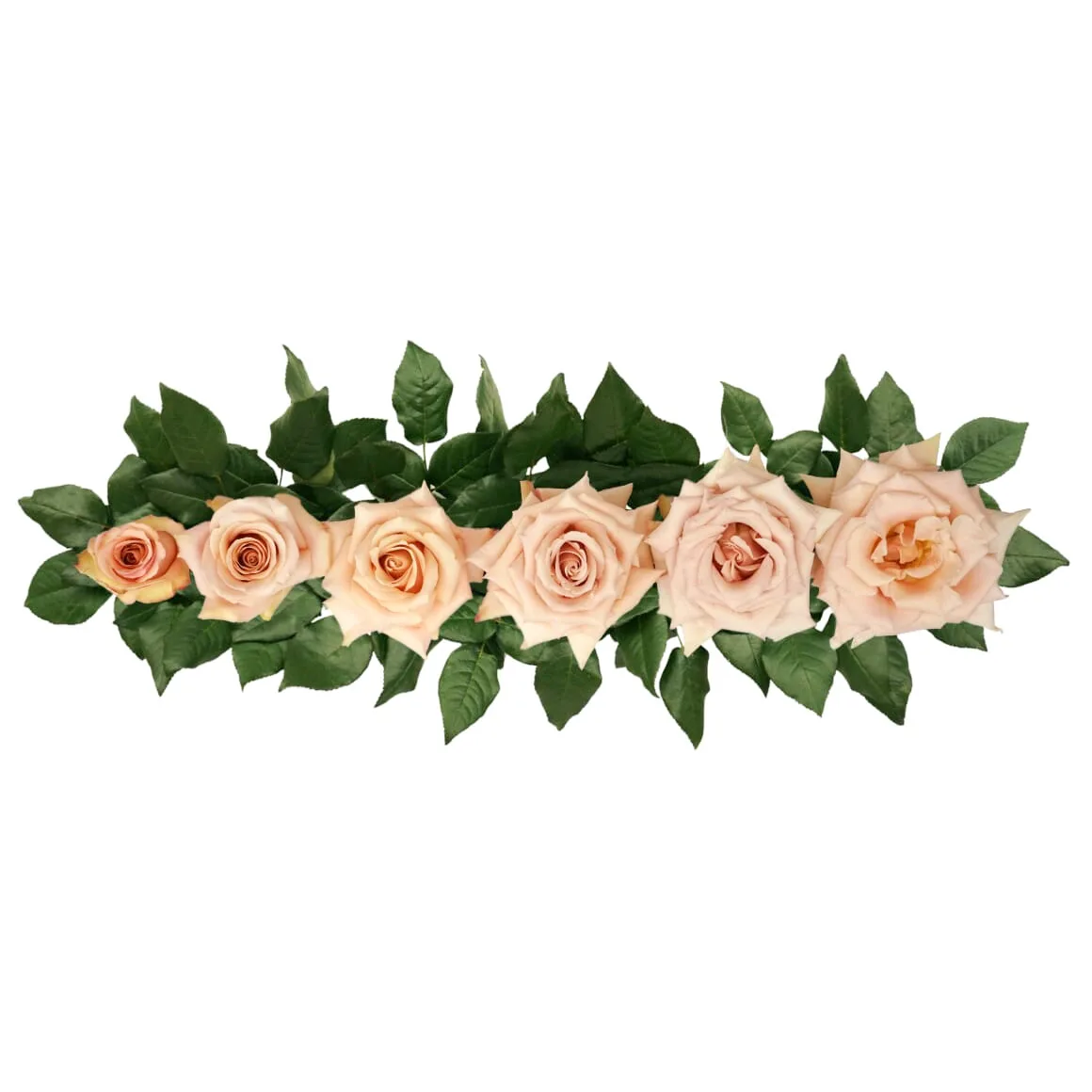 Роза садовая пыльно-песочная Квиксенд 60 см (00250)