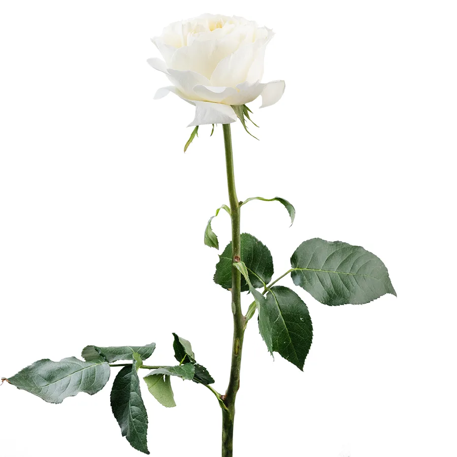 Роза садовая бело-кремовая Колдплей (02869)