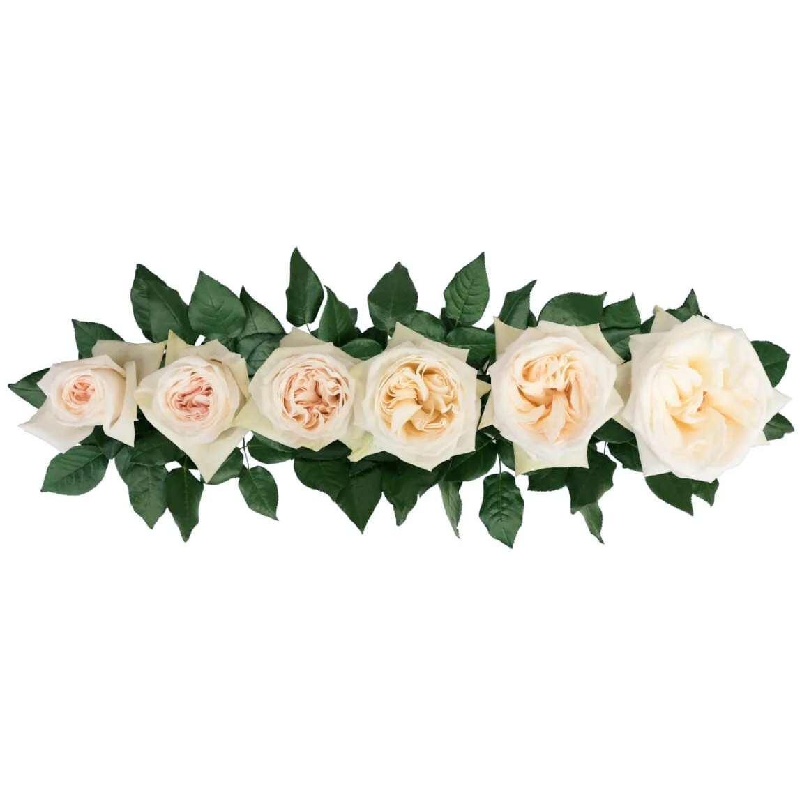 Роза ароматная садовая белая Вайт О’Хара 60 см (00002)