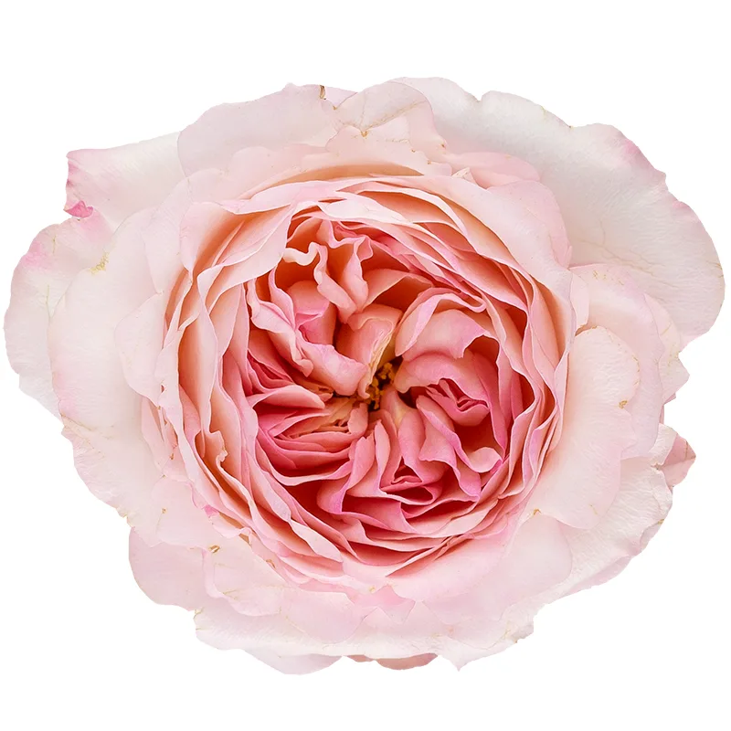 Роза садовая розово-кремовая Дэвида Остина Кейра