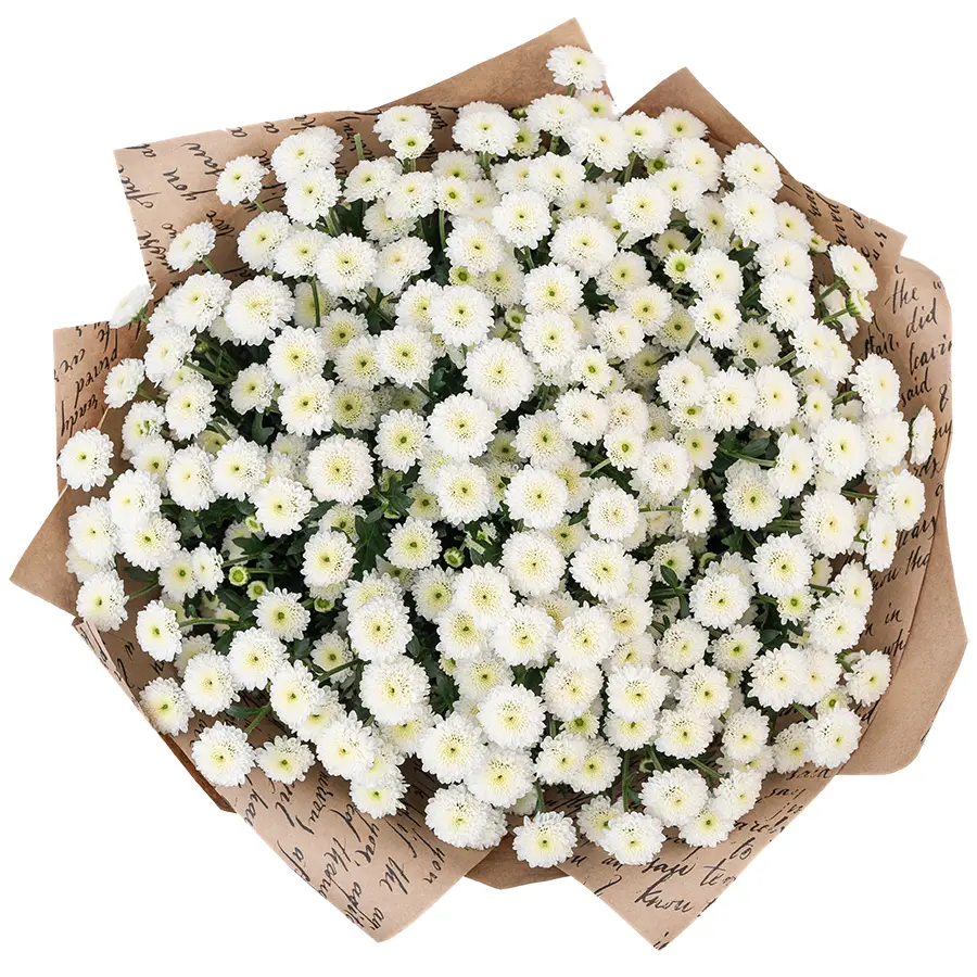Букет из 25 белых кустовых хризантем Сантини Калимеро Сноу (02684)