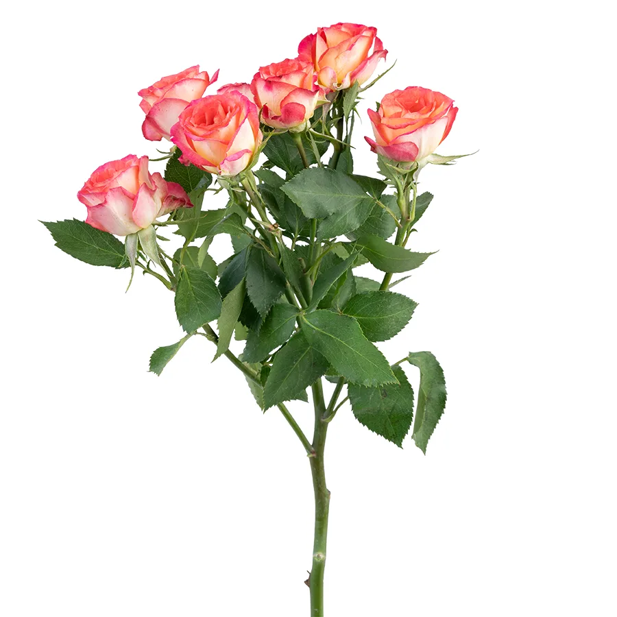 Роза кустовая желто-красная Саммер Денс 60 см