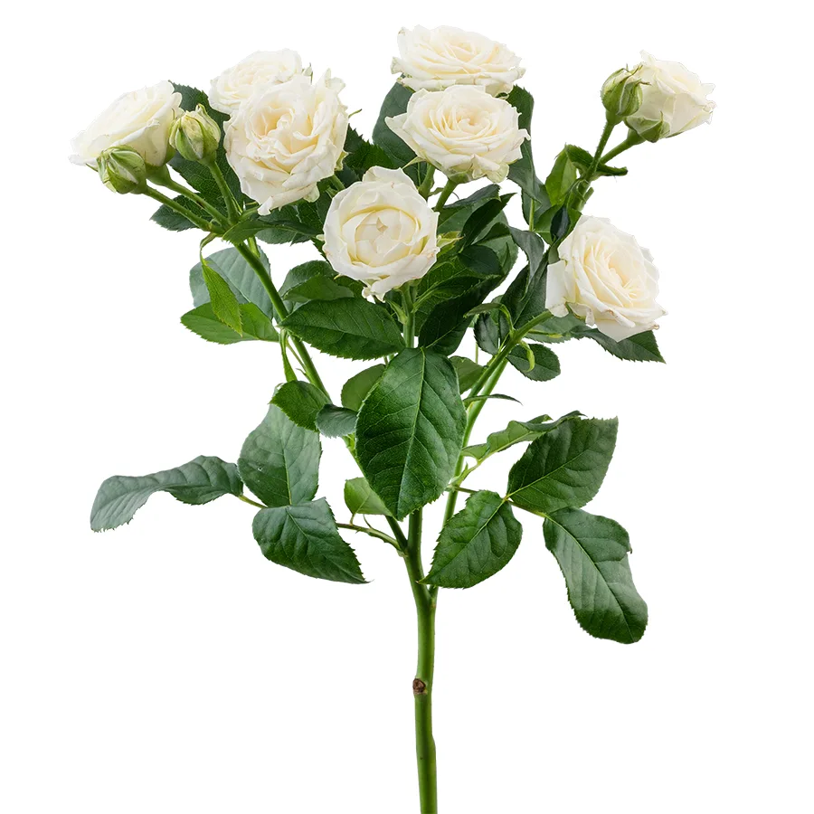 Роза кустовая белая Жозефина 60 см
