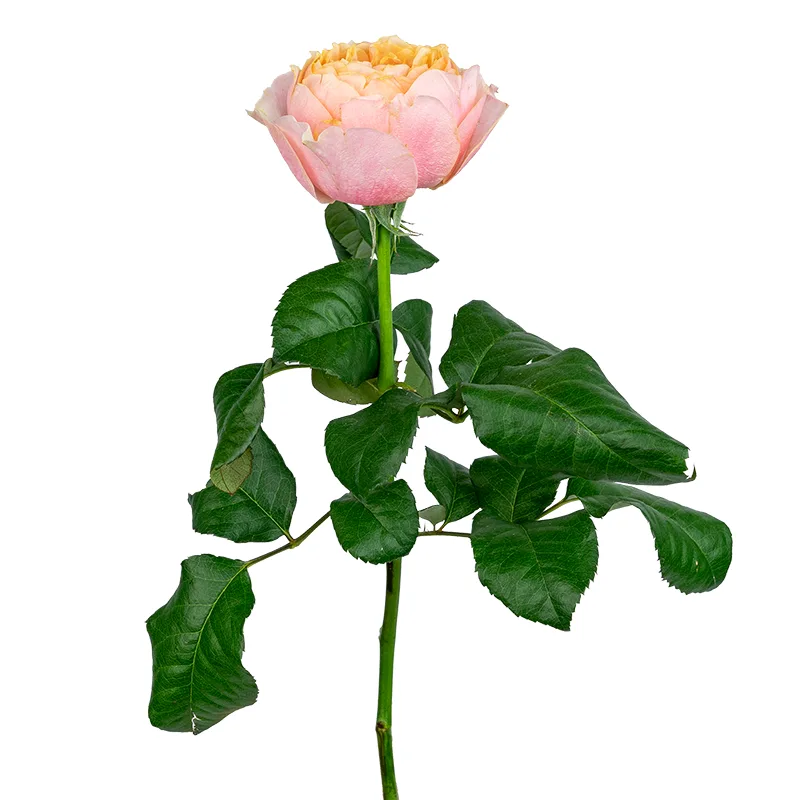Роза садовая персиковая Вувузела 50 см (00220)
