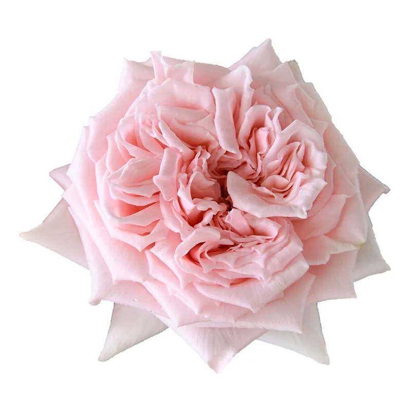 Роза садовая розовая Принцесса Хитоми