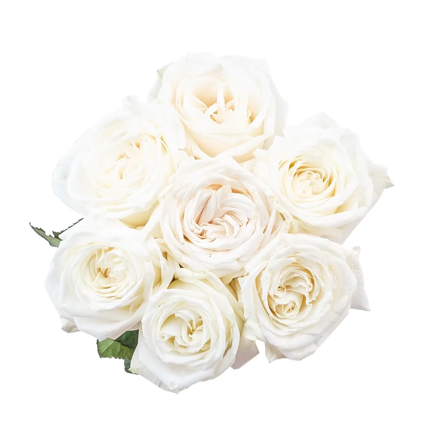 Букет из 7 ярко-белых садовых роз Плайя Бланка (02166)