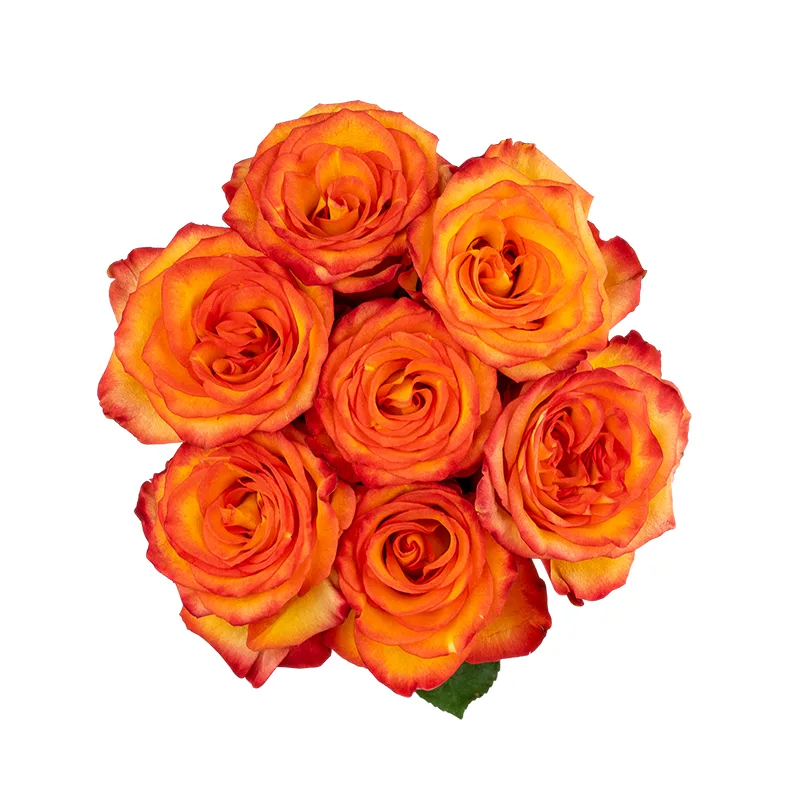 Букет из 7 оранжево-красных роз Хай Мэйджик (01616)