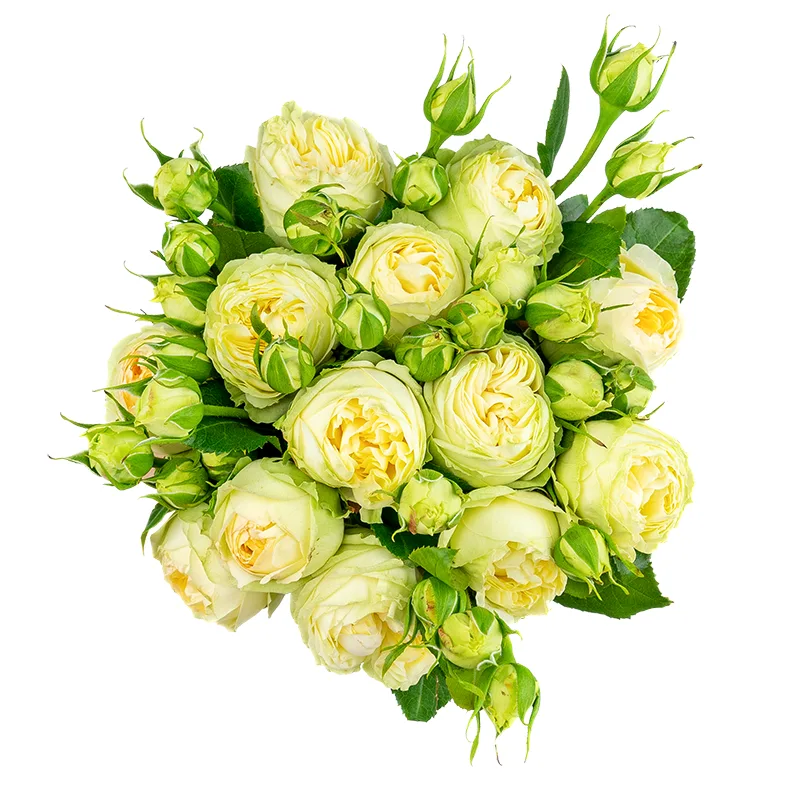 Букет из 13 бело-кремовых кустовых пионовидных роз Веддинг Пиано (01636)