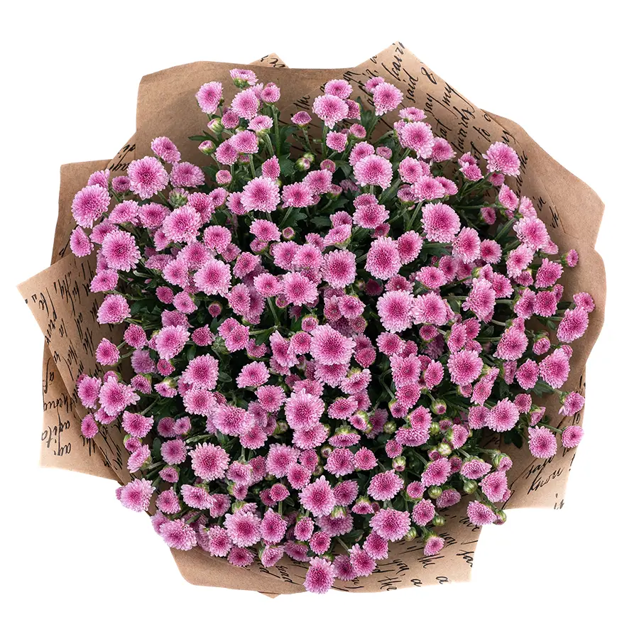 Букет из 15 тёмно-розовых кустовых хризантем Сантини Мадиба Пинк Тёло (02705)