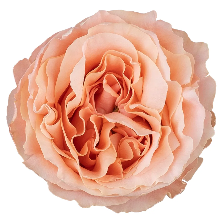 Роза садовая нежно-персиковая Принцесс Краун 60 см