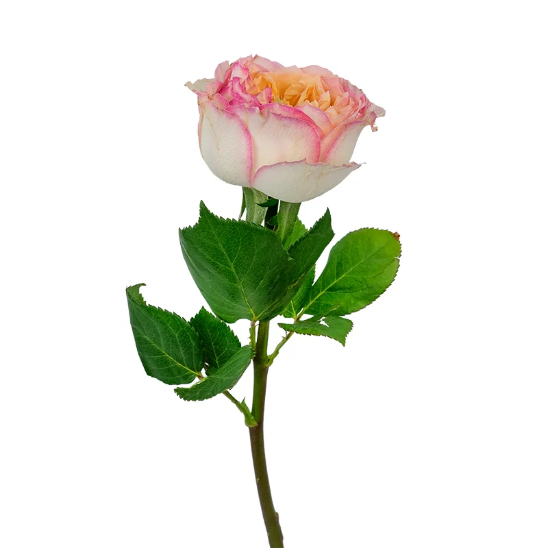 Роза садовая кремово-розовая Флешбек Саммерхаус (00314)