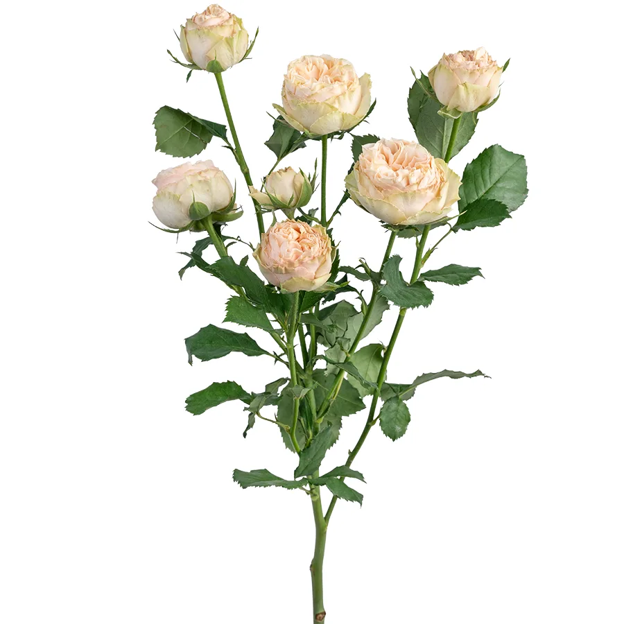 Роза кустовая персиковая Джентл Трендсеттер 60 см (00306)