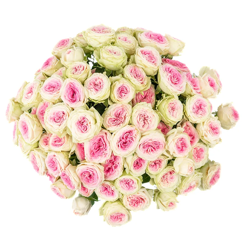 Букет из 15 розовых кустовых пионовидных роз Джелато (01170)