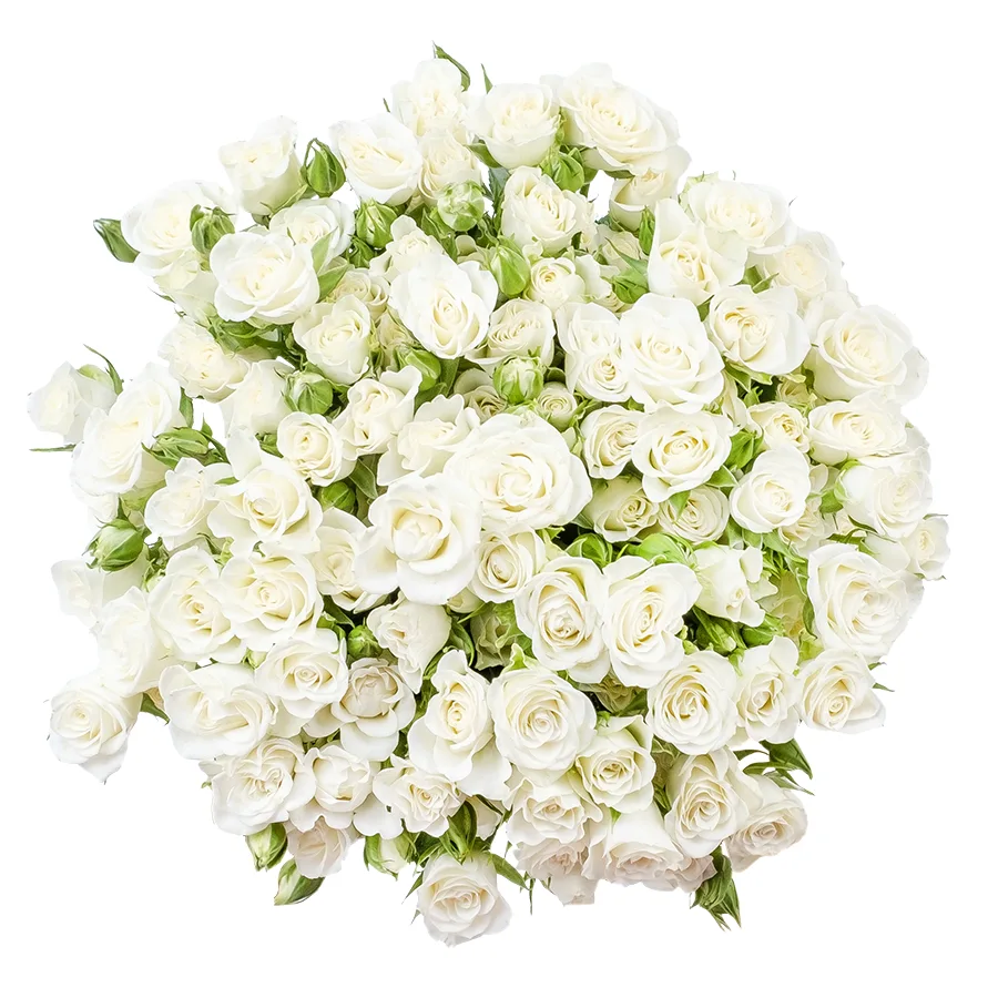 Букет из 25 белых кустовых роз Сноуфлейк (02123)