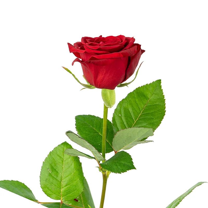 Роза красная российская 60 см (00051)