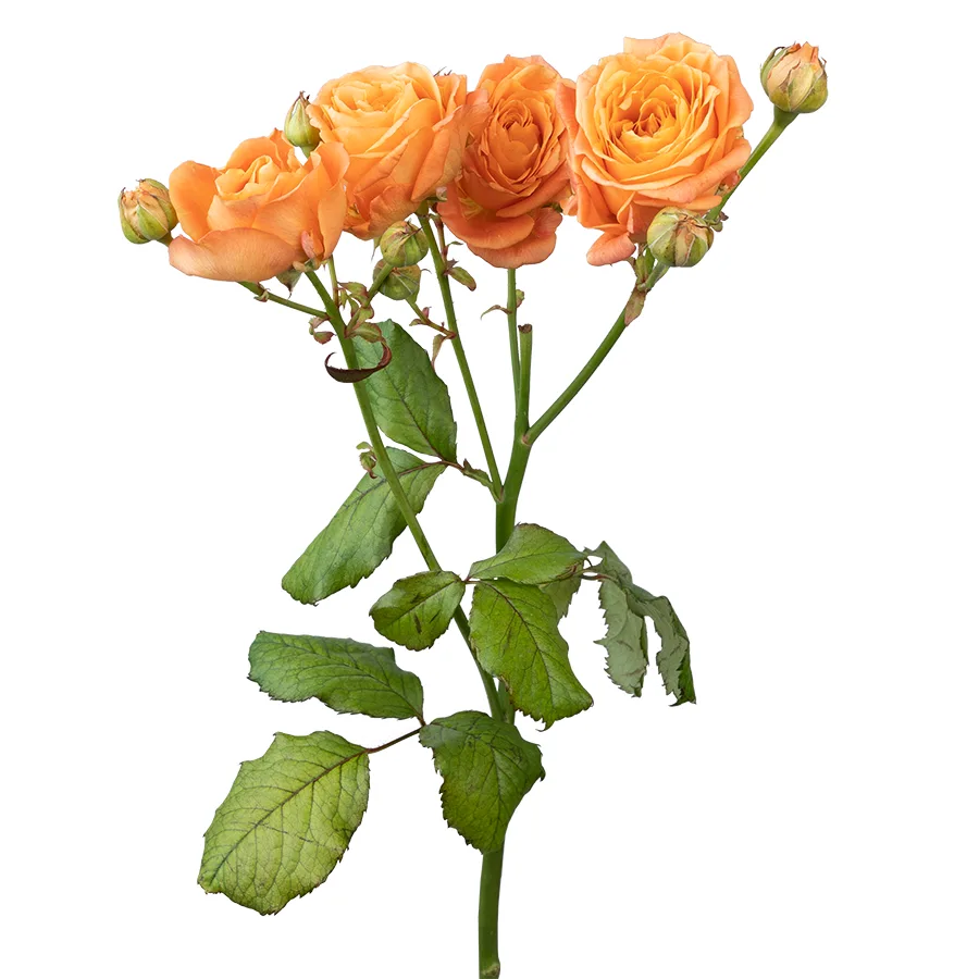 Роза кустовая пионовидная абрикосовая Априкот Лейс 60 см