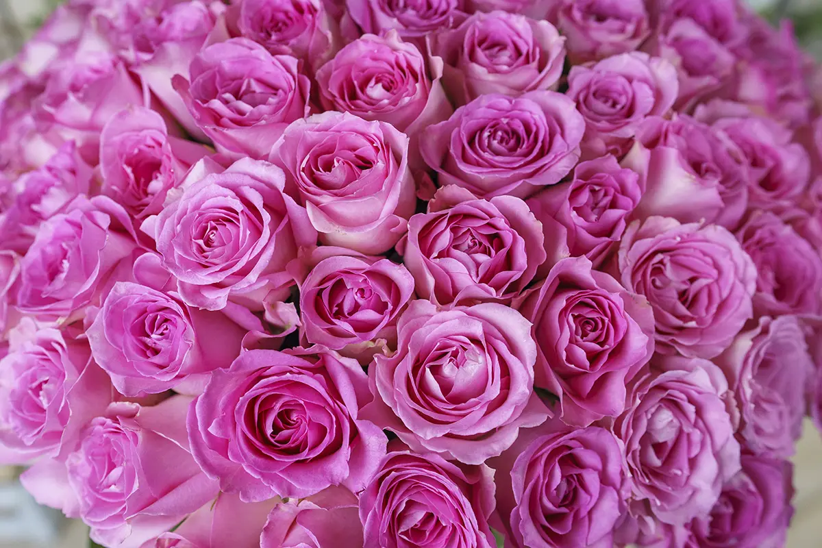 Букет из 123 розовых роз Свит Юнику (00784)