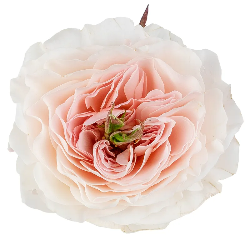 Роза садовая нежно-розовая Дэвида Остина Чарити (00227)