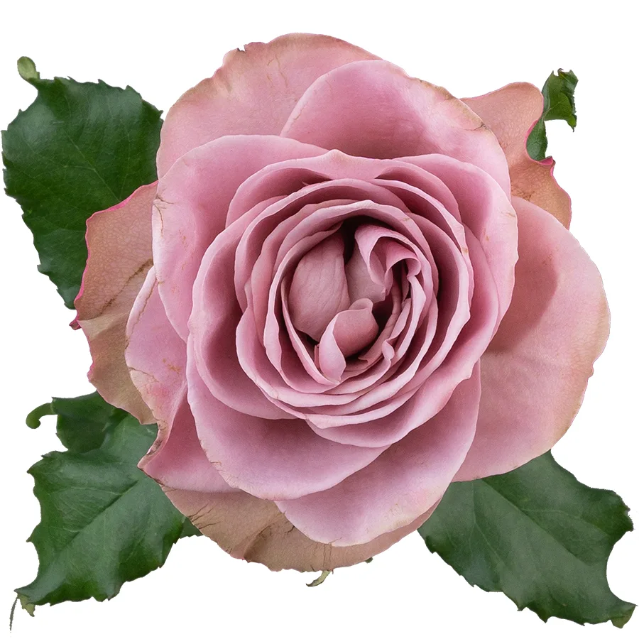 Роза садовая пыльно-сиреневая Монмартр (02764)