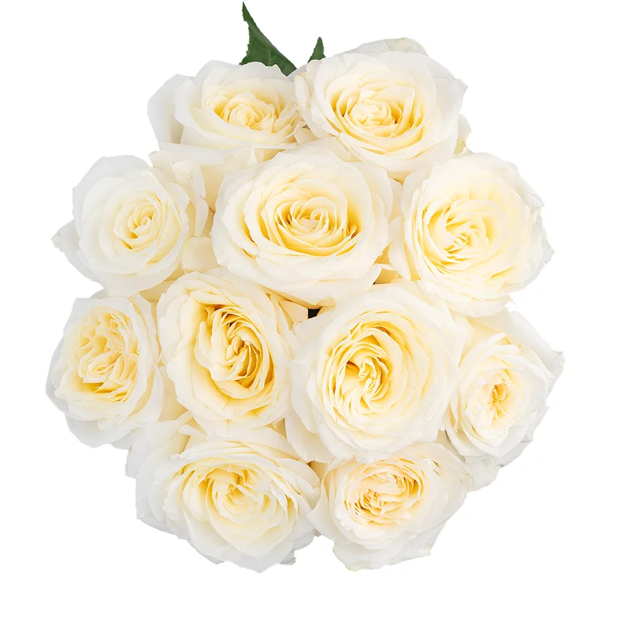 Букет из 11 бело-кремовых пионовидных роз Кэндллайт (03165)
