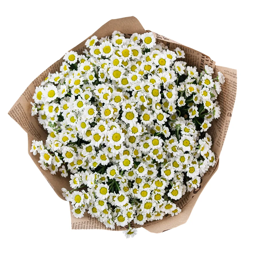 Букет из 13 белых кустовых хризантем Сантини Мадиба Линди Вайт (02820)