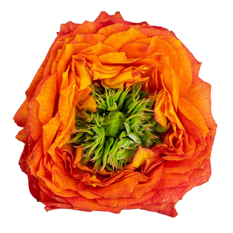 Роза пионовидная оранжевая с зелёным центром Грин Айленд Самоа