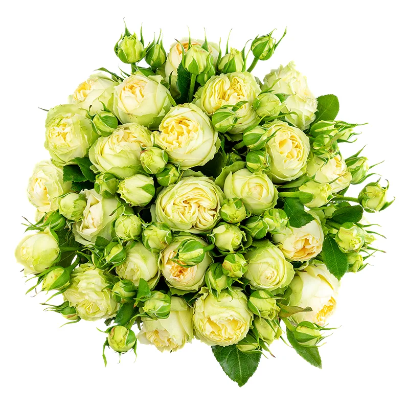 Букет из 25 бело-кремовых кустовых пионовидных роз Веддинг Пиано (01631)