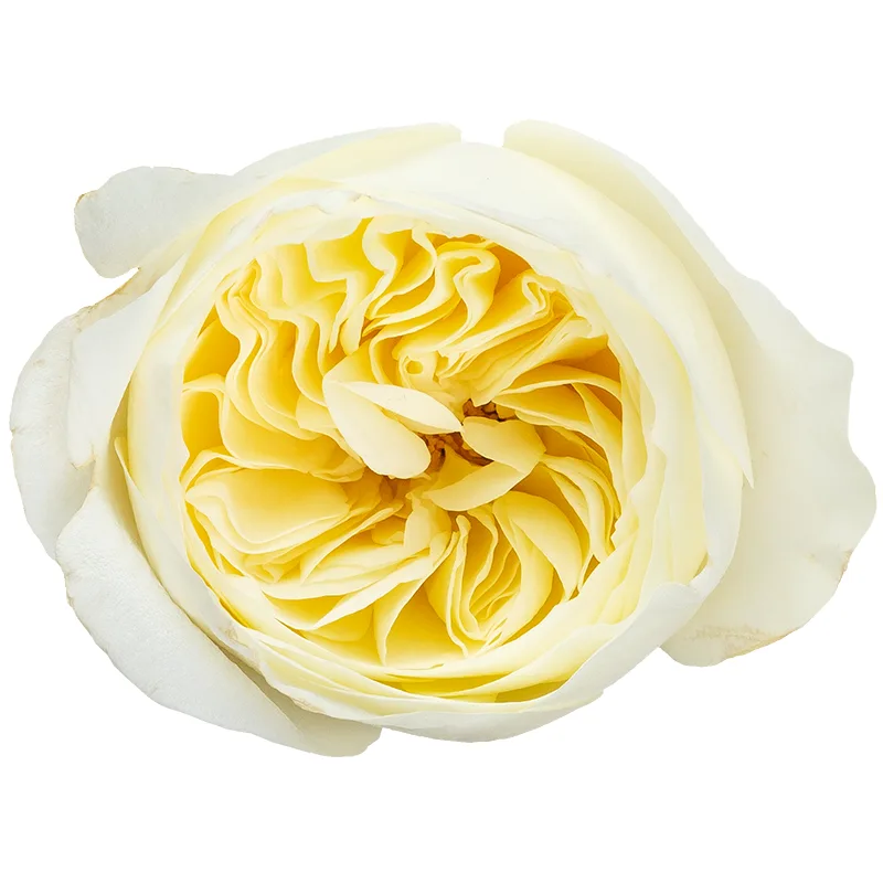 Роза садовая белая Дэвида Остина Леонора