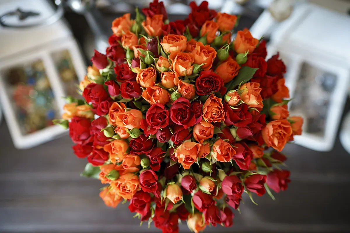Букет из 25 оранжевых и красных кустовых роз (00431)