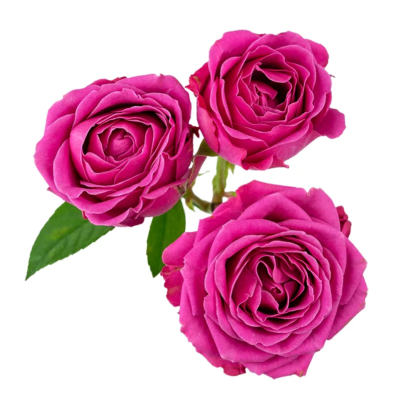 Роза кустовая малиновая Классик Сенсейшн 50 см (00297)