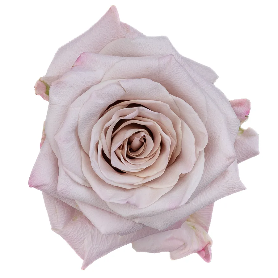 Роза садовая серебристо-лавандовая Мента 50 см (00282)