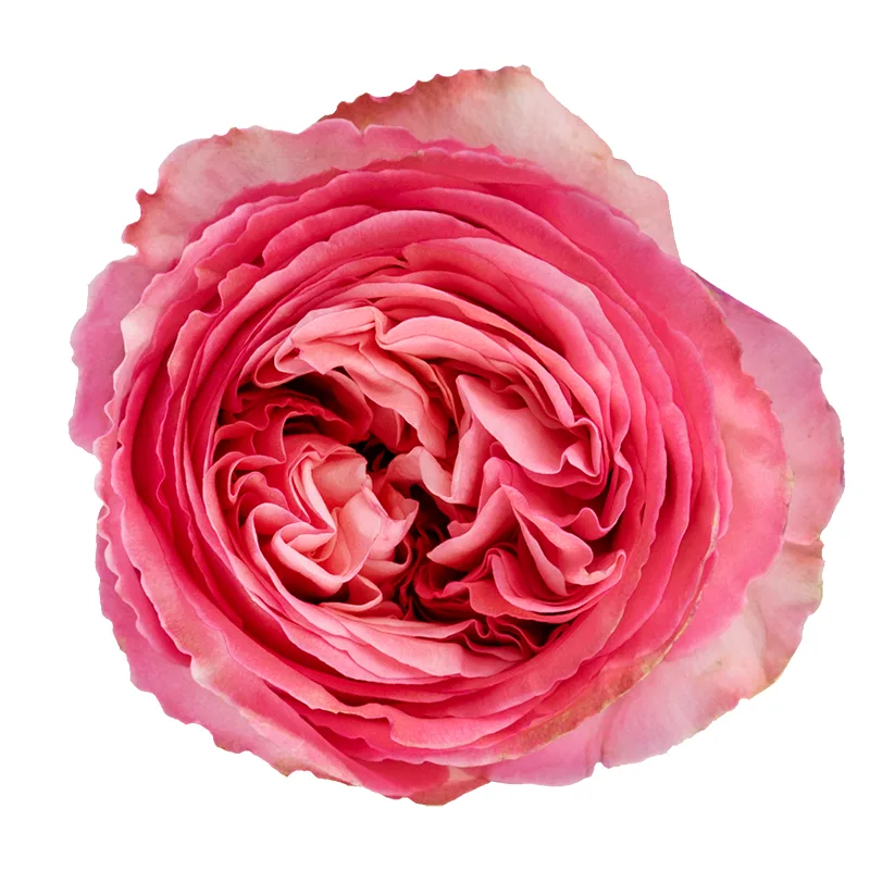 Роза ярко-розовая пионовидная Пинк Экспрешн 60 см