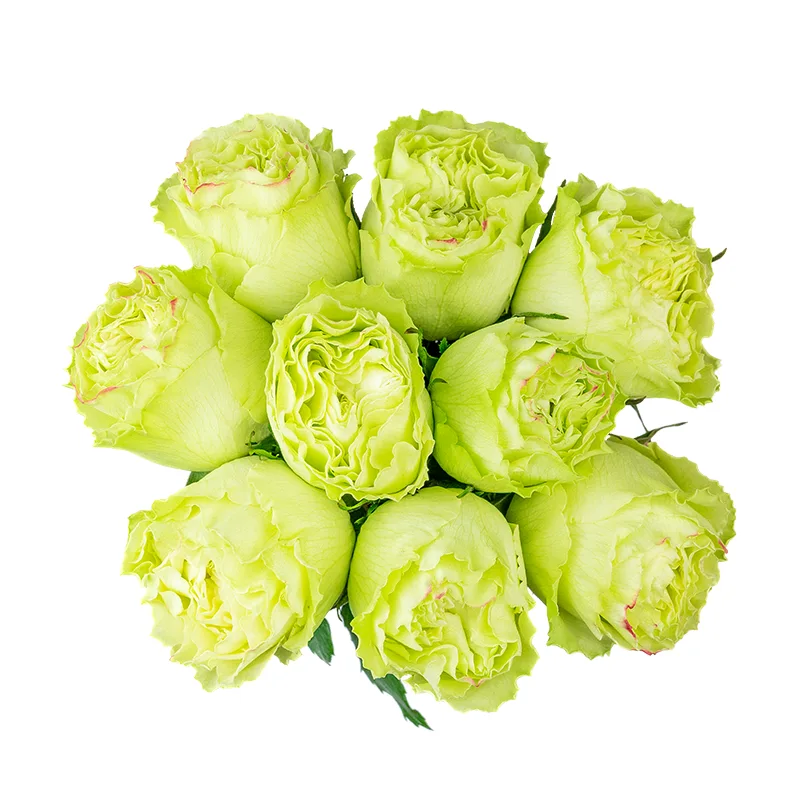 Букет из 9 нежно-салатовых роз Лимонад (01405)