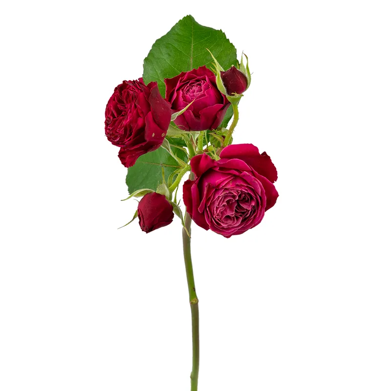 Роза кустовая малиново-фиолетовая Пати Трендсеттер