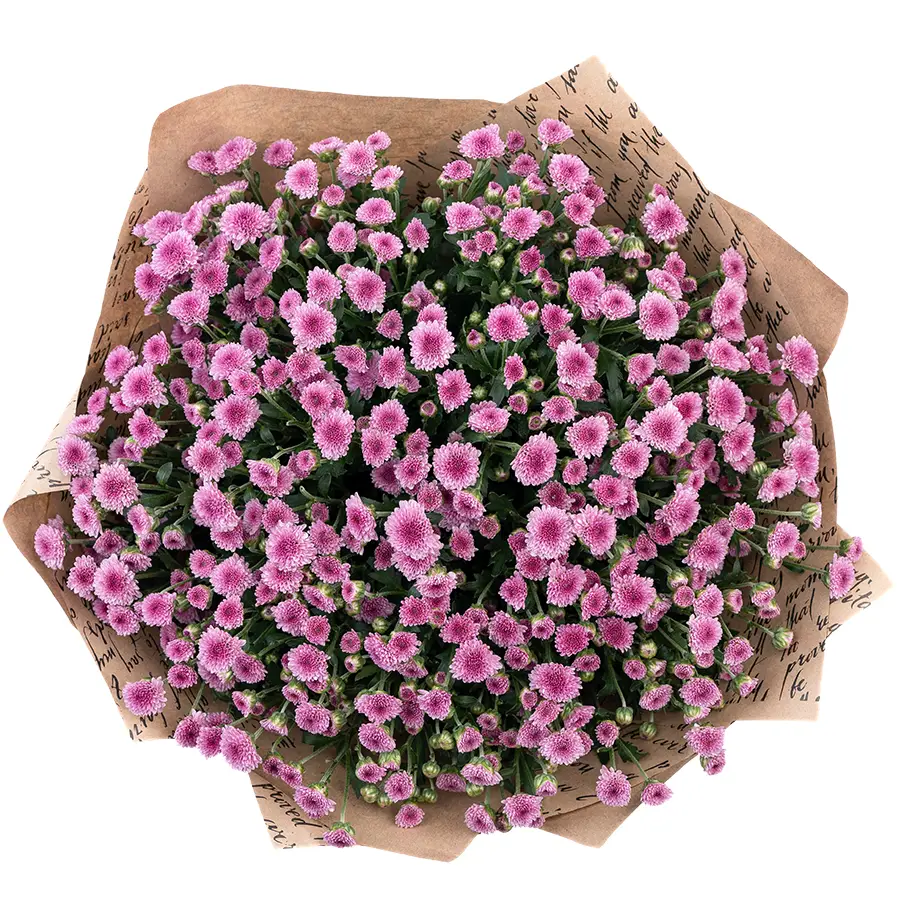 Букет из 21 тёмно-розовой кустовой хризантемы Сантини Мадиба Пинк Тёло (02702)