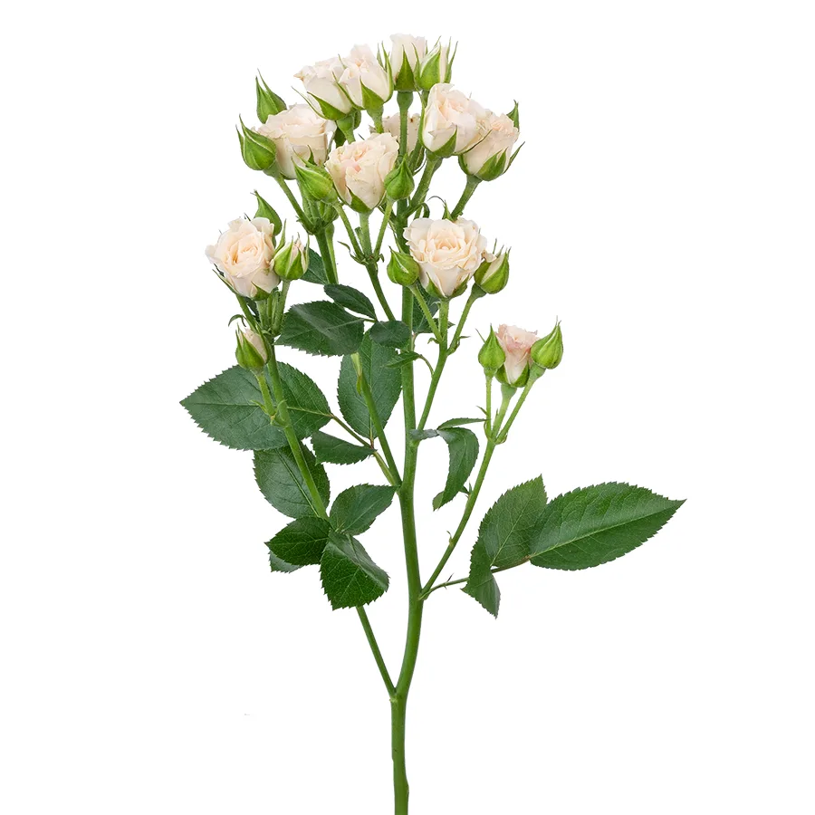 Роза кустовая кремовая Крем Грация 40 см