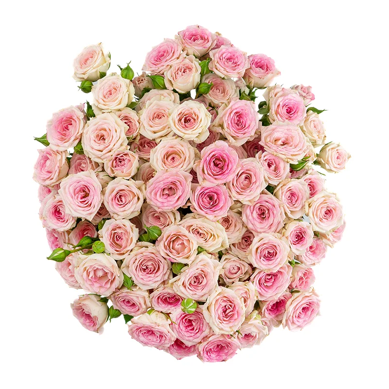 Букет из 15 розовых кустовых роз Креми Твистер (01650)