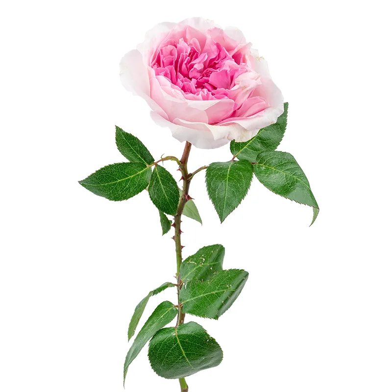 Роза садовая розово-кремовая Дэвида Остина Миранда (00237)