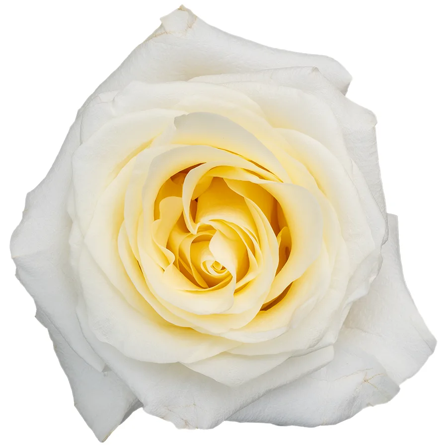 Роза садовая бело-кремовая Кэндллайт 60 см (00272)