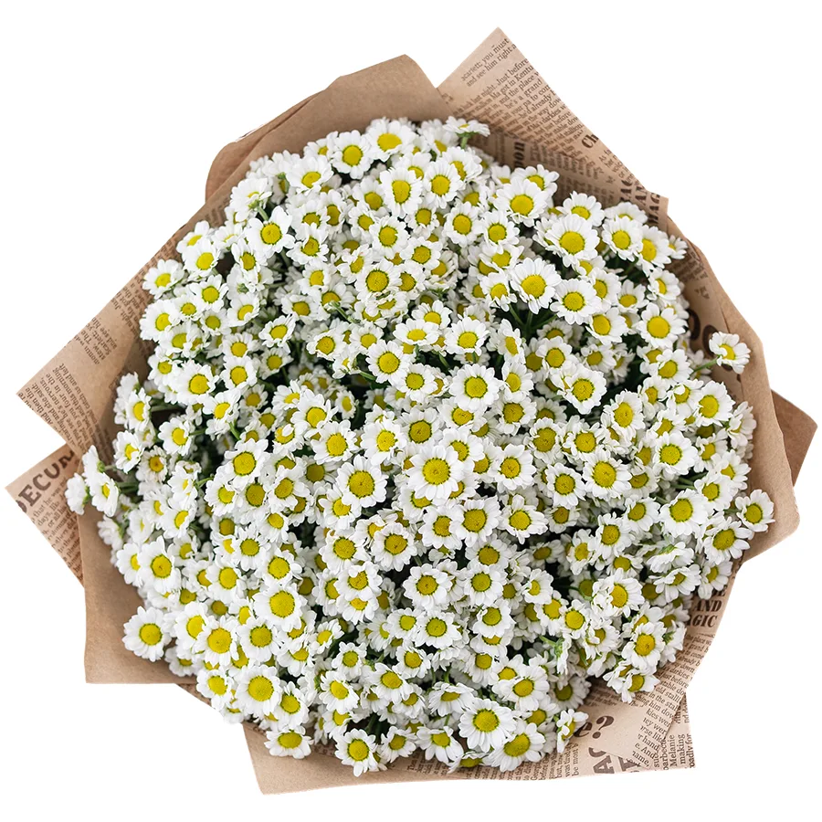 Букет из 19 белых кустовых хризантем Сантини Мадиба Линди Вайт (02817)