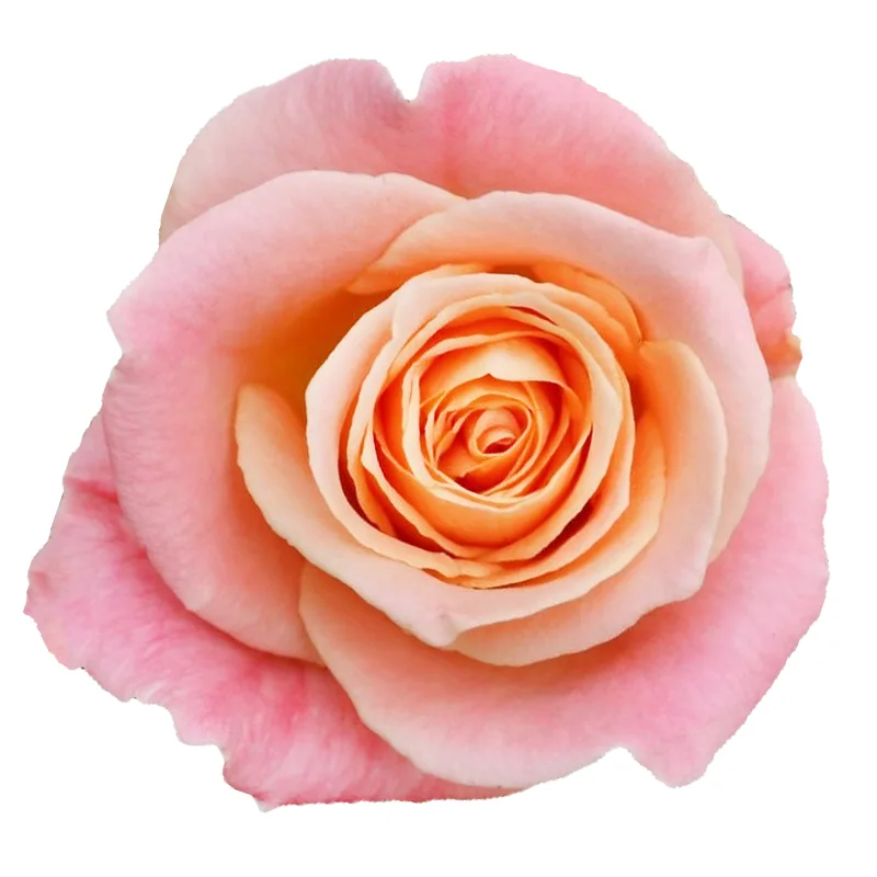 Роза лососево-розовая Мисс Пигги