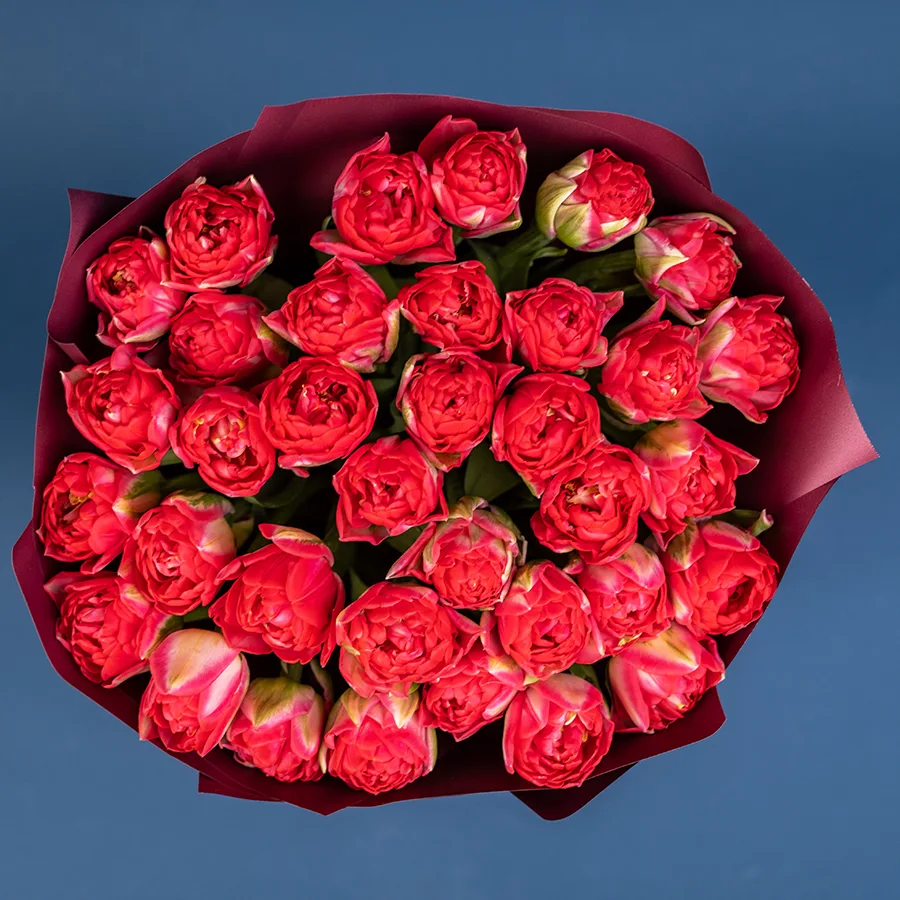 Букет из 35 красных махровых тюльпанов Памплона (02402)