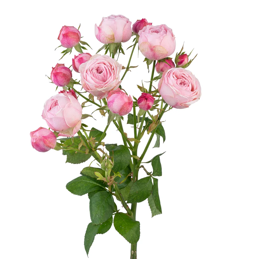 Роза кустовая розовая Мэнсфилд Пинк Парк 60 см