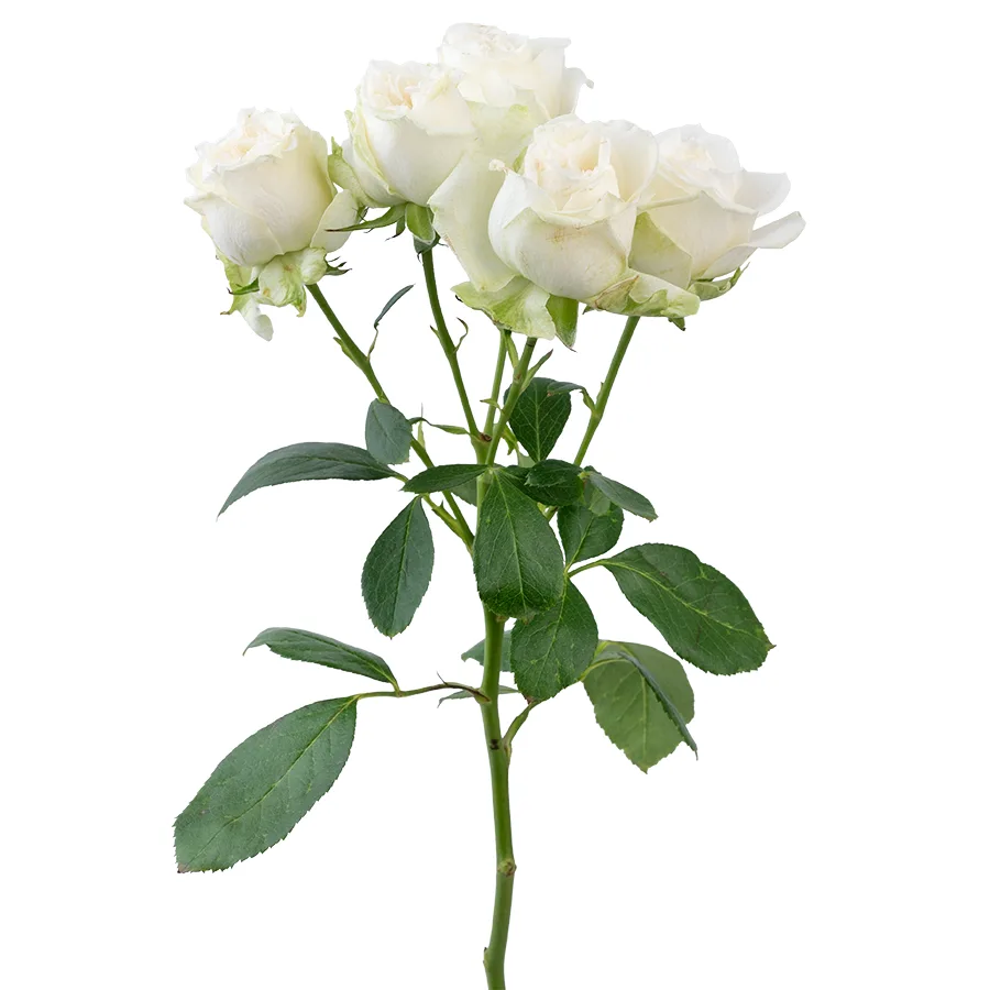 Роза кустовая белая Мисс Бомбастик 50 см
