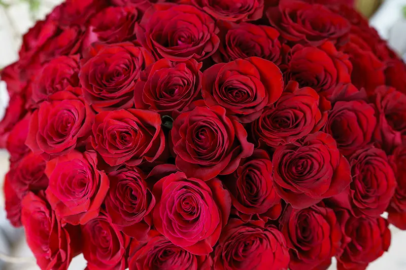 Букет из 101 красной розы Фридом (00780)