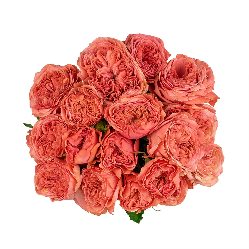 Букет из 7 оранжево-коралловых кустовых роз Белла Трендсеттер (01490)